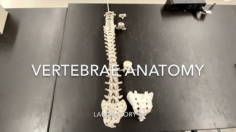 Vertebrae Anatomy
