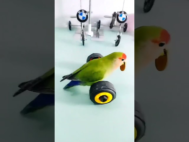 burung naik sepeda lucu class=