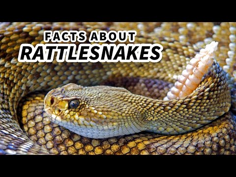 Rattlesnake facts: the most musical snakes | Animal Fact Files