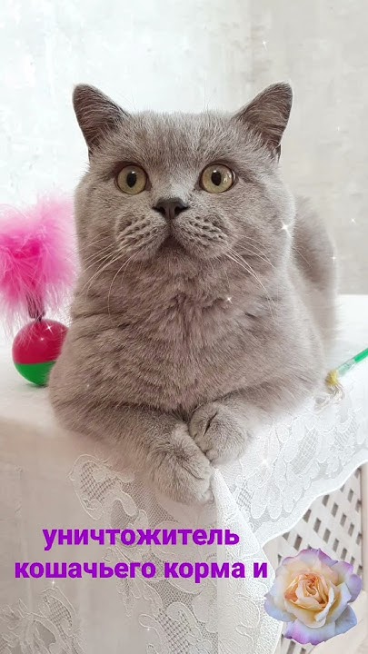 Феликс - добрый кот #кот#красивый - YouTube