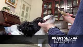 犬の流動食（仮）