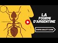 La fourmi d&#39;Argentine - Linepithema humile