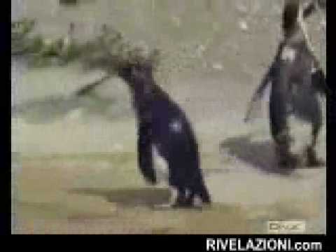 029 pinguino fatto
