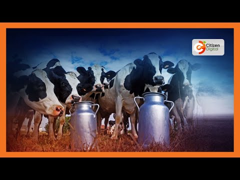 Kenya S Gold Tunaangazia Mkulima Joseph Aliyetunukiwa Na Ng Ombe Gold Feature Part 1