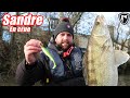 Tout savoir sur le sandre en lineaire avec seb franois foxrage