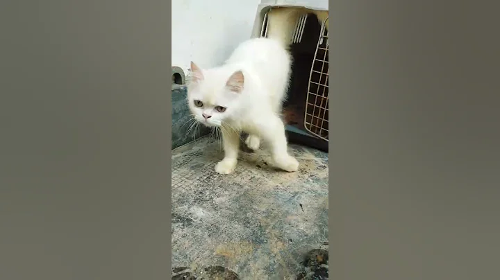 Watch the video about Persian Cat available for Sale.