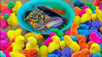 Bắt gà dễ thương, cá cảnh dễ thương, cá vàng, cá koi, cá nóc, cá nemo, rùa con