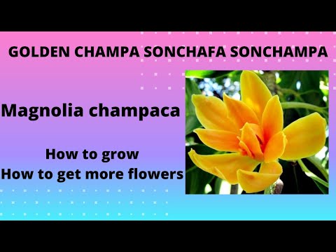 วีดีโอ: Champaca Plant Care - วิธีปลูกต้น Champaca ที่มีกลิ่นหอมในสวน