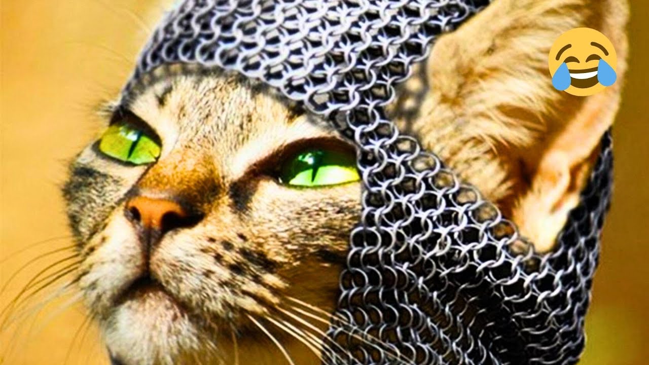 You Will Laugh Way Too Hard 😂 Funniest Cats, Dogs & Animals of 2026