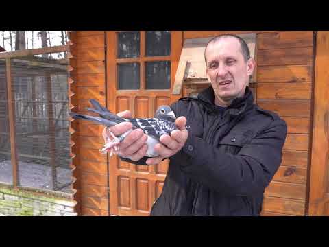 Dudajek Krzysztof - 0455 Daleszyce-Morawica | Mistrz Rejonu Lotowego 2020!