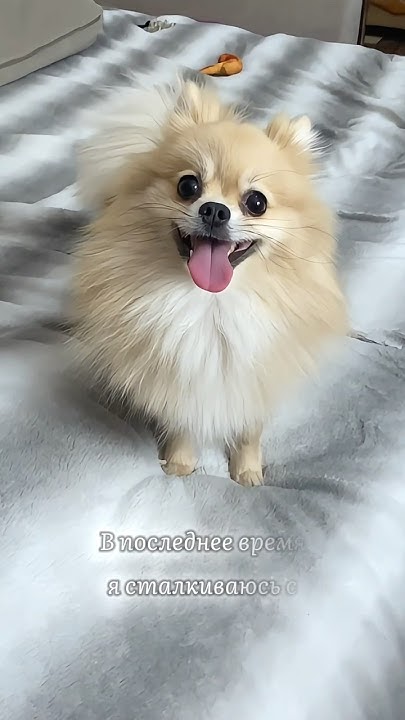 Как выглядит предательство #pomeranian #померанскийшпиц #шпиц #шпицы # ...