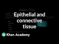 Epithelial and connective tissue | Cells | MCAT | Khan Academy