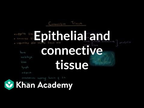 Epithelial and connective tissue | Cells | MCAT | Khan Academy