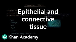 Epithelial and connective tissue | Cells | MCAT | Khan Academy