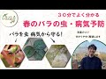 【今年こそバラを守りたい！】春の虫・病気の予防解説