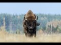 Bisons et forêt primaire de Białowieża en Pologne