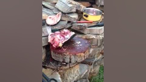 Cleaning snapping turtle part 2