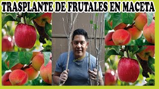 Cómo hacer trasplante de árbol frutal en maceta/Efrén Mendoza