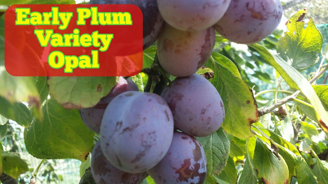 Early Plum variety Opal Harvest & Tasting Time YouTube