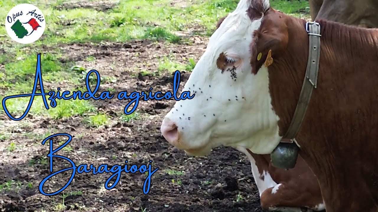 Azienda agricola Baragiooj