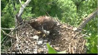 2014 Jul 14 Minnesota DNR Eagles 744pm A duck to nest escapes