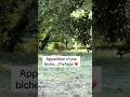 Apparition d’une biche…Partage