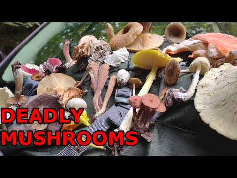 Video: Pig mushroom - edible or poisonous?
