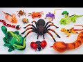 TOY ASMR | ZURU ROBO ALIVE Unboxing: Robo Chalemon , Huge SPIDER Playset ASMR 🐍 Review Toys