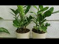 Zz plant carebest way to grow this air purifying indoor plant