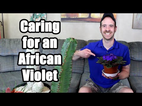 Video: African Violet Fungal Diseases - Tegn på Botrytis Blight of African Violets
