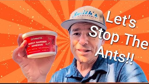 Ants in the beehive!  Let