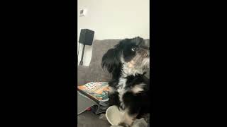 Little Dog Argues With Owner Over Second Breakfast