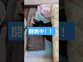 保護猫 闘病 #shortsfeed