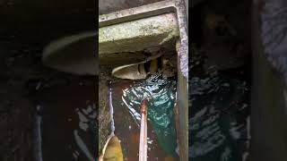 The Process Of Catching Fish With A Scoop Net From A Sewer Pipe