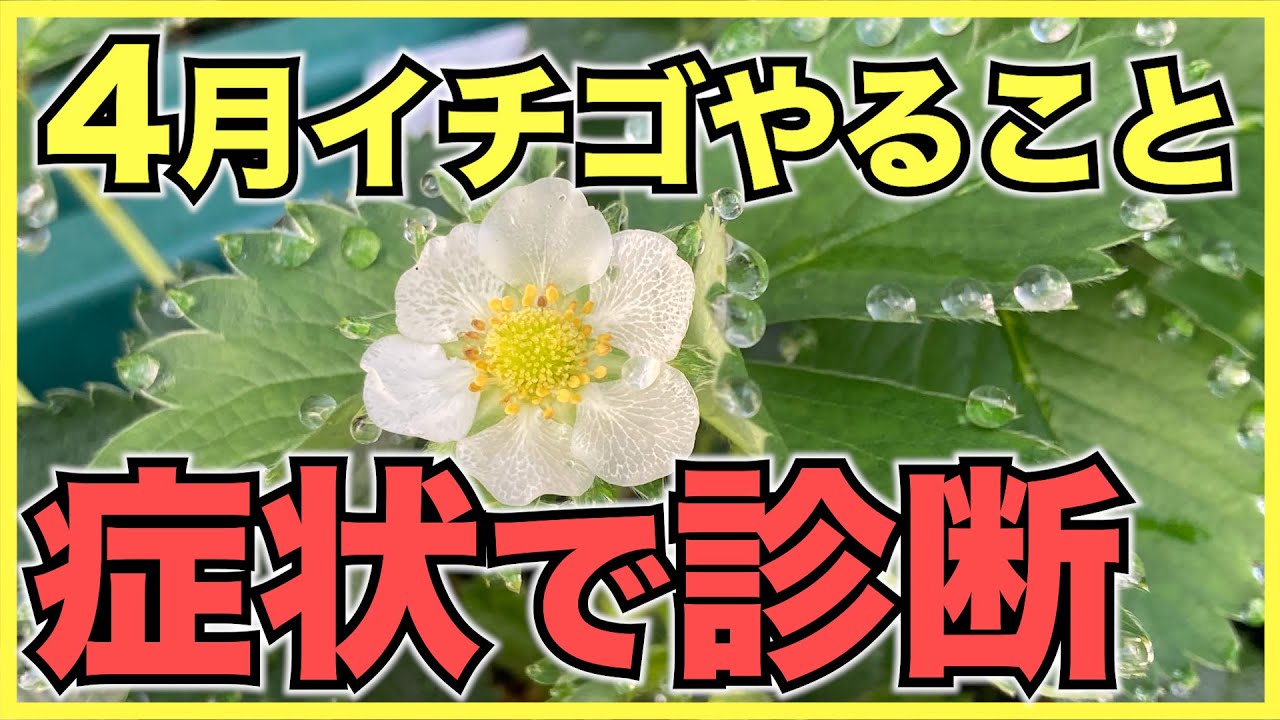 家庭菜園のイチゴ】4月にやるべきこと！花が咲いて収穫が始まります