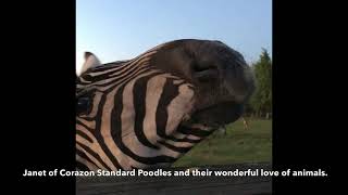 Puget Sound Standard Poodle’s Aurora Borealis by Puget Sound Standard Poodles 128 views 3 years ago 12 minutes, 13 seconds