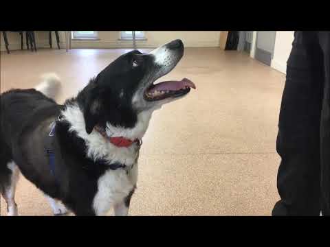 camera iphone 8 plus apk Max, Border Collie at Oak Tree Animals' Charity