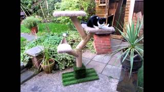 A Cat Tree made over a weekend and costing around £10 HOW TO : http://www.instructables.com/id/DIY-Cat-Tree-for-not-much-