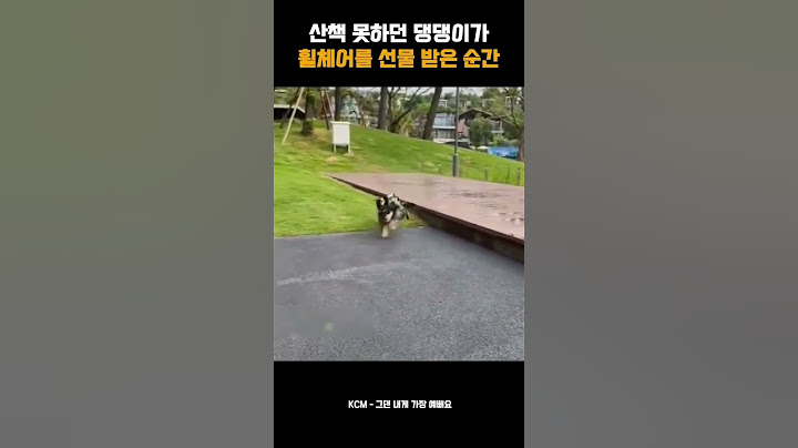 산책 못하던 댕댕이가 휠체어를 선물 받은 순간