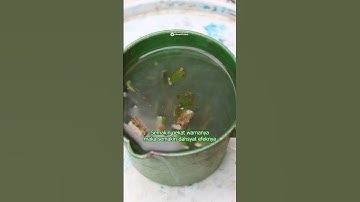 Cara membuat Pestisida Nabati yang sadis parah.