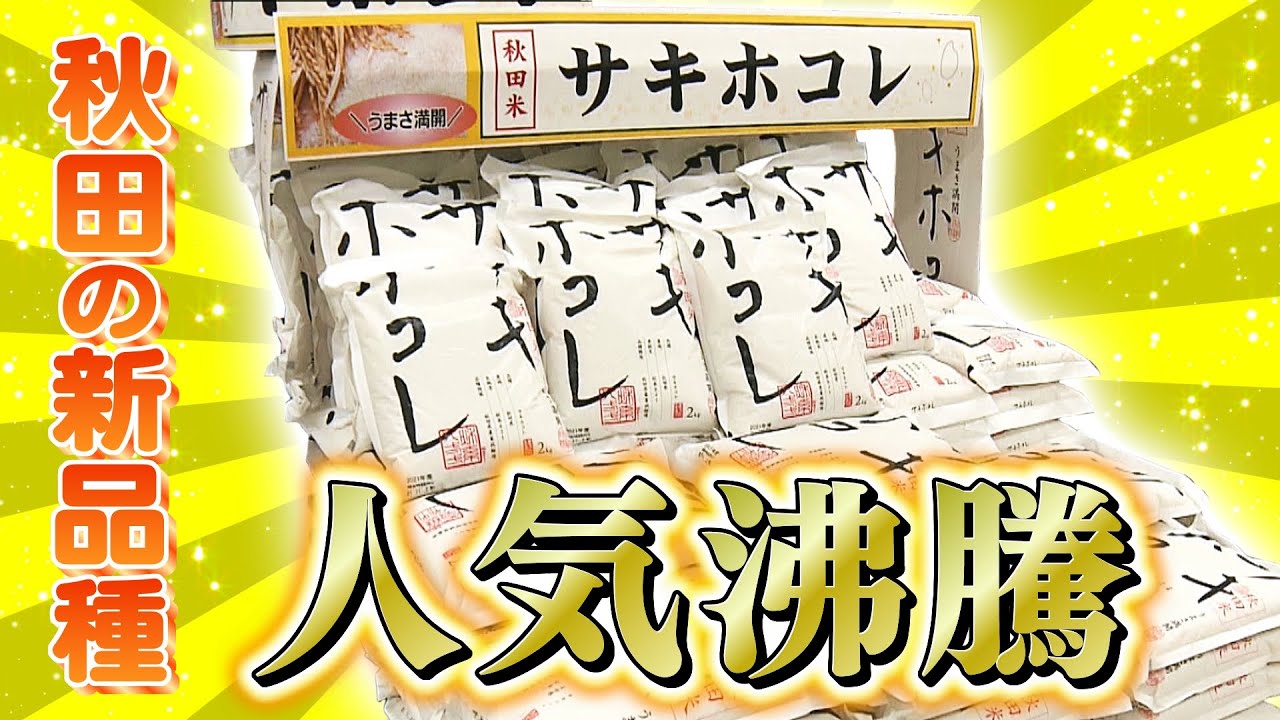 話題】プレ値も！？米どころ秋田の新品種米 ＃サキホコレ #先行販売
