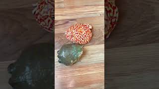 你敢动我就敢咬...