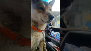 猟師と猟犬、犬の名は【金太郎】 #犬のいる暮らし #犬動画 #犬 #犬のいる生活