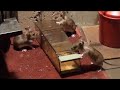 How to catch wild mice for release later using a humane mouse trap