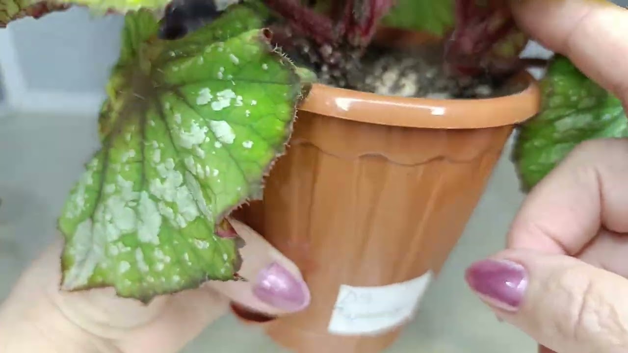 Бегонии, какие они все разные и прекрасные.