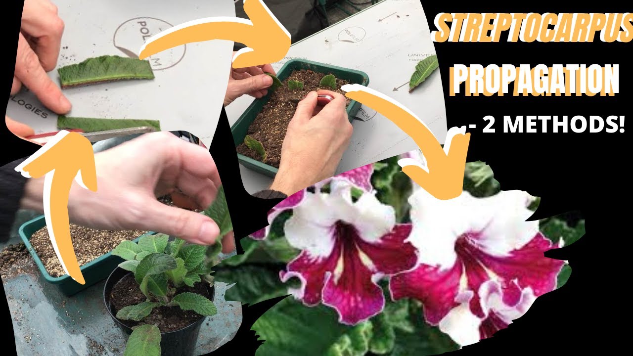 Streptocarpus (Cape Primrose) Propagation - 2 Methods! (Part 1 Of 2)