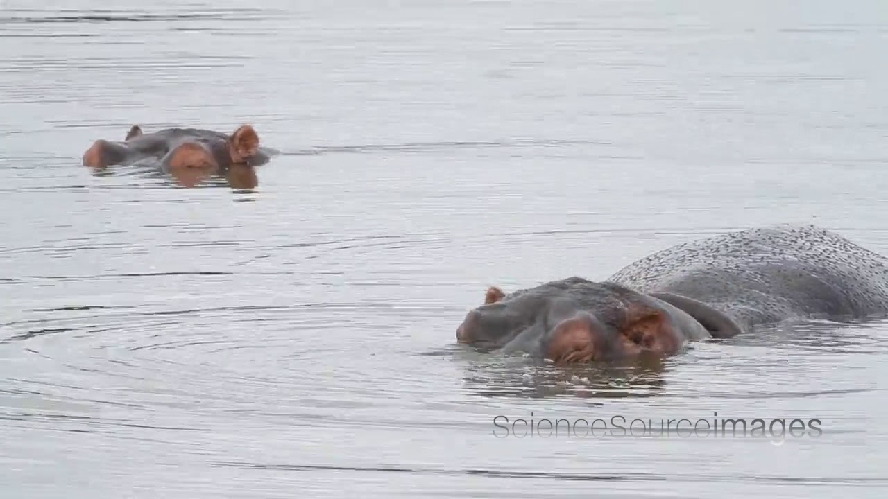 Funny Big Sleepy Yawn  of a Hippopotamus in The Water, South Africa