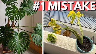 You can’t save your Monstera (unless you do this)