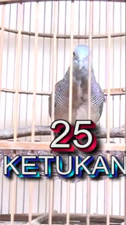 PERKUTUT BANGKOK SUARA 25 KETUKAN #shortsyoutube https://www.youtube.com/@javaperkutut