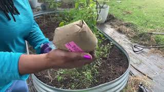 Planting collards, turnips, mustard greens, spinach and beets in raised beds